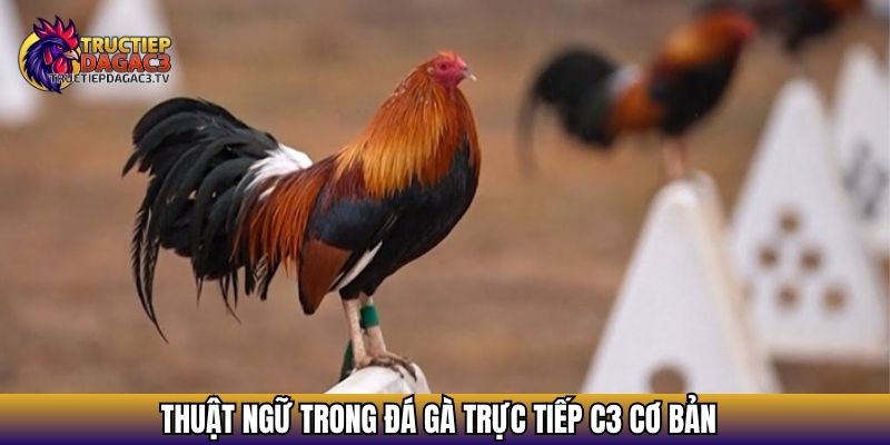 Thuật ngữ trong đá gà trực tiếp c3 cơ bản