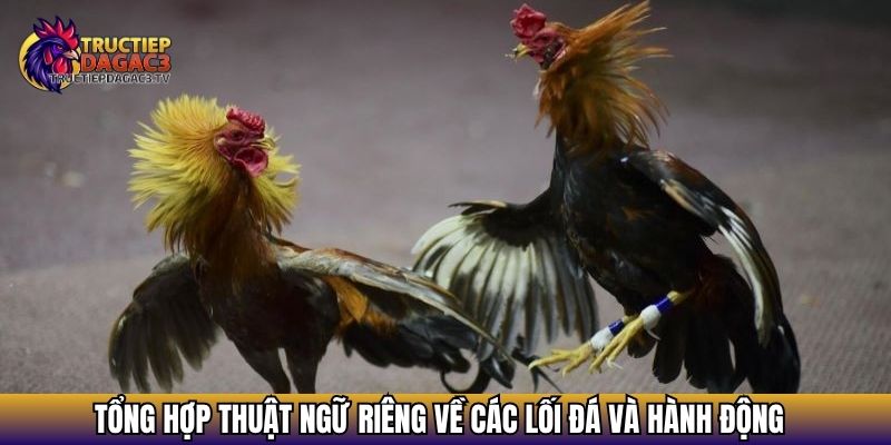 Tổng hợp thuật ngữ riêng về các lối đá và hành động