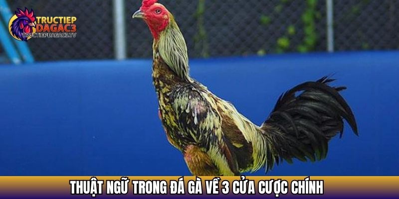 Thuật ngữ trong đá gà về 3 cửa cược chính