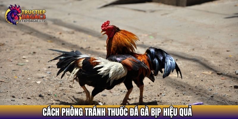 Cách phòng tránh thuốc đá gà bịp hiệu quả