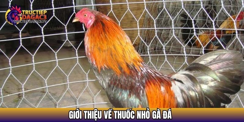 Thuốc Nhỏ Gà Đá Hiệu Quả Giúp Tăng Bo, Cải Thiện Thể Lực 2 Giới thiệu về thuốc nhỏ gà đá