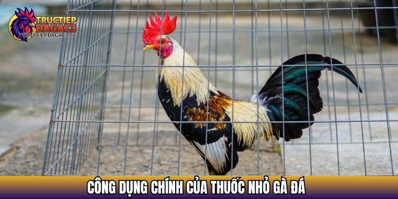 Thuốc Nhỏ Gà Đá Hiệu Quả Giúp Tăng Bo, Cải Thiện Thể Lực 4 Công dụng chính của thuốc nhỏ gà đá