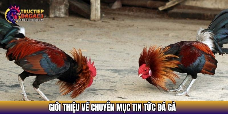 Giới thiệu về chuyên mục Tin tức đá gà