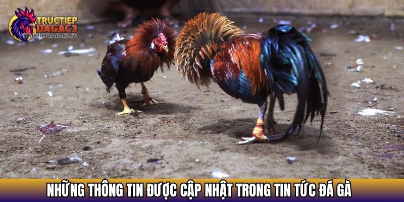 Những thông tin được cập nhật trong tin tức đá gà