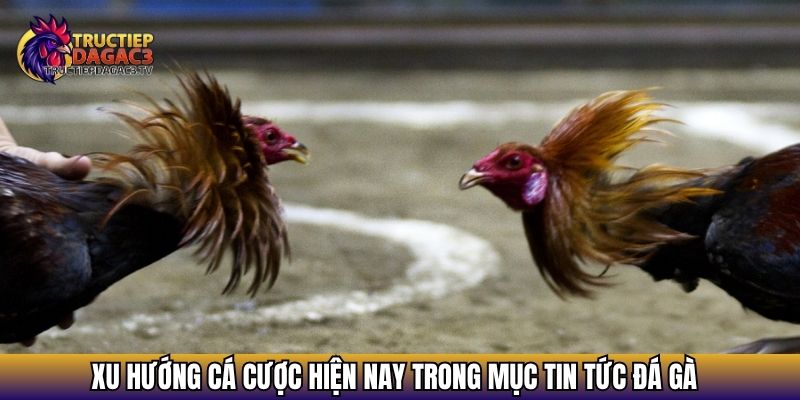 Xu hướng cá cược hiện nay trong mục tin tức đá gà