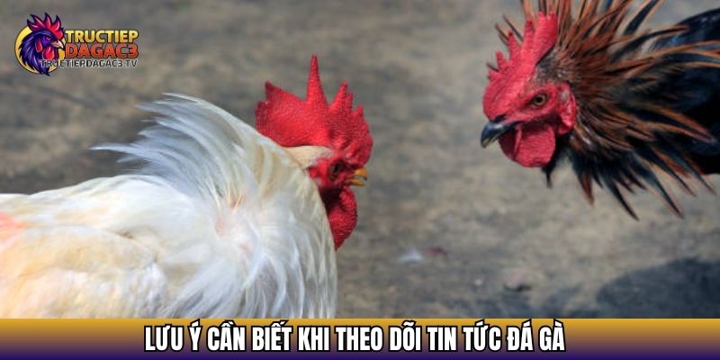 Lưu ý cần biết khi theo dõi tin tức đá gà