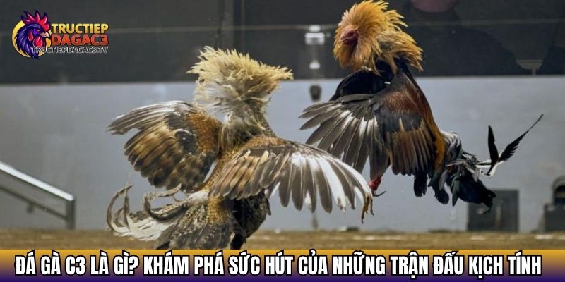 Trực Tiếp Đá Gà C3 - Xem Đá gà Cực HOT 2025 Với Chiến Kê Khủng 15 Đá gà C3 là gì? Khám phá sức hút của những trận đấu kịch tính