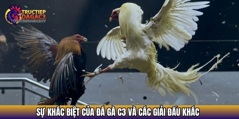 Trực Tiếp Đá Gà C3 - Xem Đá gà Cực HOT 2025 Với Chiến Kê Khủng 16 Sự khác biệt của đá gà C3 và các giải đấu khác