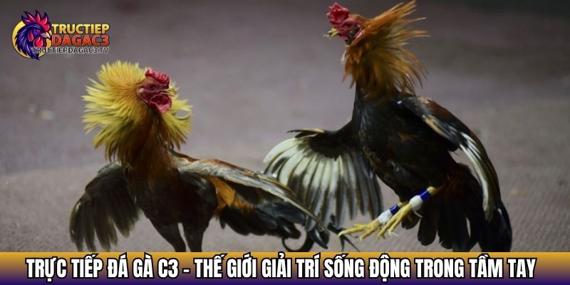 Trực Tiếp Đá Gà C3 - Xem Đá gà Cực HOT 2025 Với Chiến Kê Khủng 17 Trực tiếp đá gà C3 – Thế giới giải trí sống động trong tầm tay