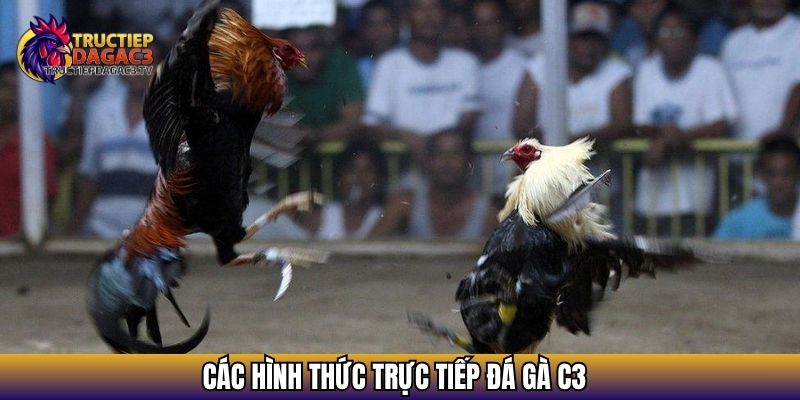 Trực Tiếp Đá Gà C3 - Xem Đá gà Cực HOT 2025 Với Chiến Kê Khủng 18 Các hình thức trực tiếp đá gà C3