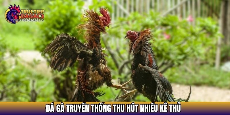 Trực Tiếp Đá Gà C3 - Xem Đá gà Cực HOT 2025 Với Chiến Kê Khủng 19 Đá gà truyền thống thu hút nhiều kê thủ