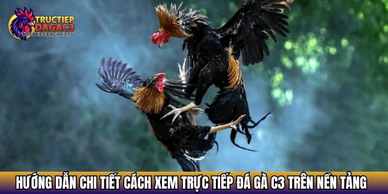 Trực Tiếp Đá Gà C3 - Xem Đá gà Cực HOT 2025 Với Chiến Kê Khủng 20 Hướng dẫn chi tiết cách xem trực tiếp đá gà C3 trên nền tảng