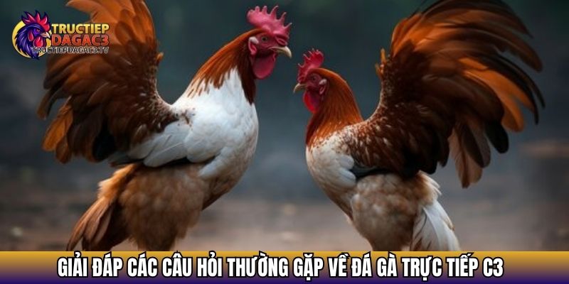 Trực Tiếp Đá Gà C3 - Xem Đá gà Cực HOT 2025 Với Chiến Kê Khủng 22 Giải đáp các câu hỏi thường gặp về đá gà trực tiếp C3