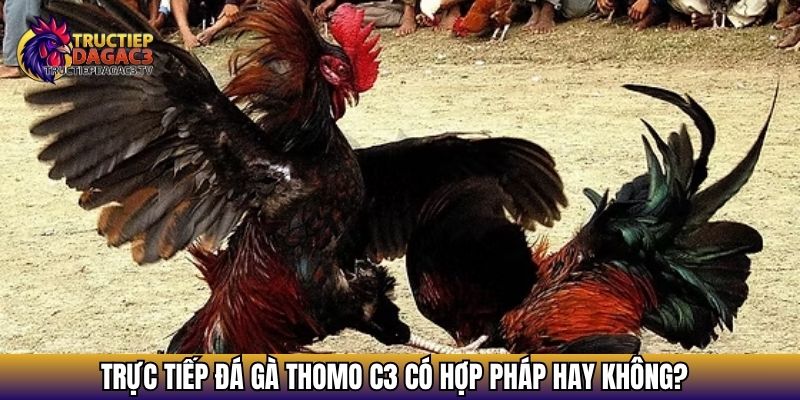 Trực tiếp đá gà Thomo C3 có hợp pháp hay không?