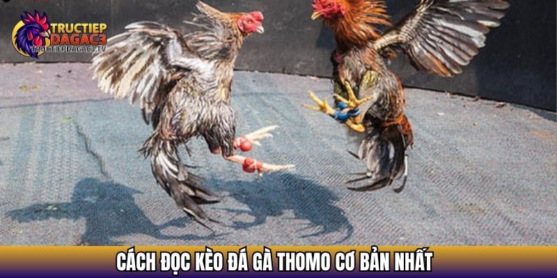 Cách đọc kèo đá gà Thomo cơ bản nhất