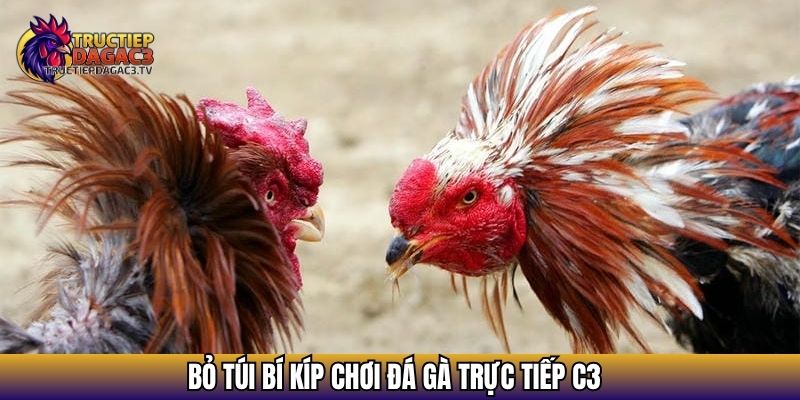 Bỏ túi bí kíp chơi đá gà trực tiếp C3