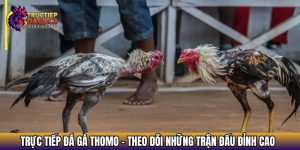 truc tiep da ga thomo