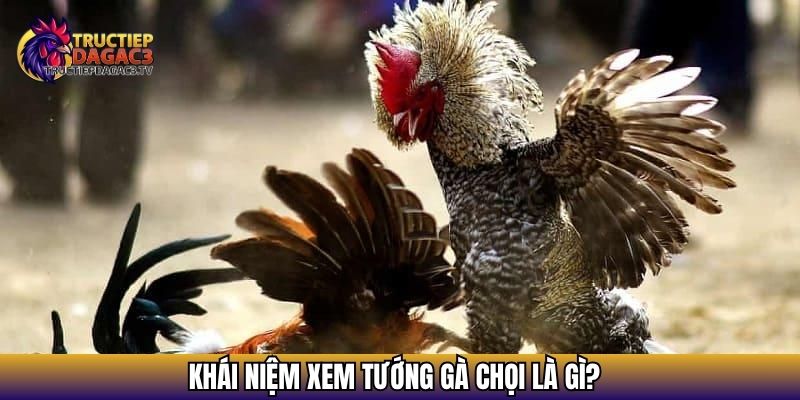 Tìm Hiểu Xem Tướng Gà Chọi - Cách Nhận Biết Chiến Kê Hay 2 Khái niệm xem tướng gà chọi là gì?