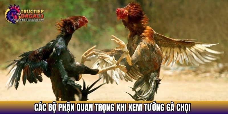 Tìm Hiểu Xem Tướng Gà Chọi - Cách Nhận Biết Chiến Kê Hay 3 Các bộ phận quan trọng khi xem tướng gà chọi
