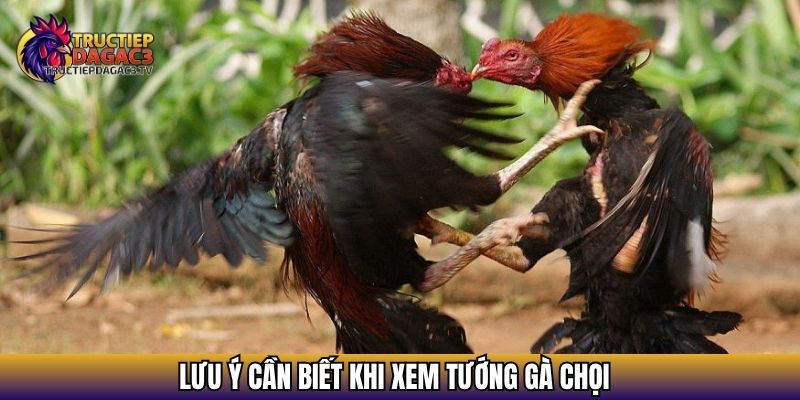 Tìm Hiểu Xem Tướng Gà Chọi - Cách Nhận Biết Chiến Kê Hay 4 Lưu ý cần biết khi xem tướng gà chọi