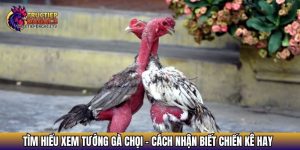 xem tuong ga choi