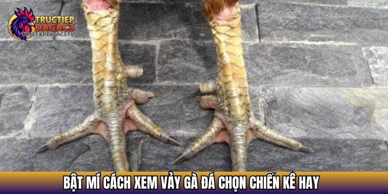 Xem Vảy Gà Đá - Bí Quyết Nhận Diện Chiến Kê Tiềm Năng 2 Bật mí cách xem vảy gà đá chọn chiến kê hay