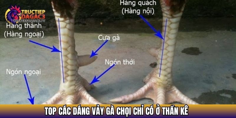 Xem Vảy Gà Đá - Bí Quyết Nhận Diện Chiến Kê Tiềm Năng 3 Top các dáng vảy gà chọi chỉ có ở thần kê