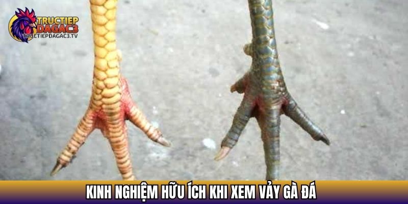 Xem Vảy Gà Đá - Bí Quyết Nhận Diện Chiến Kê Tiềm Năng 4 Kinh nghiệm hữu ích khi xem vảy gà đá