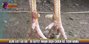 xem vay ga da